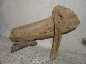 Tronco di pino cembro