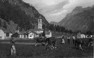 Mucche che pascolano nei prati della frazione Chiesa (1910 - 1920)
